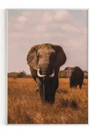 plakat-a3-30x40-w-ramie-m2p-sawanna-21