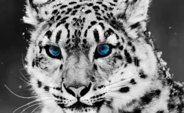 fototapeta-m2p-zwierzeta-01-416x254