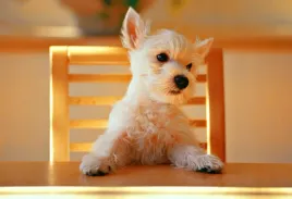 fototapeta-t4u-pies-02-416x254