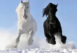 fototapeta-t4u-horse-07-152x104