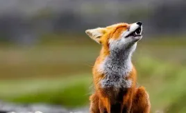 fototapeta-m2p-zwierzeta-07-416x254