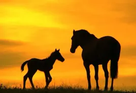 fototapeta-t4u-horse-04-416x254