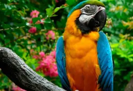 fototapeta-t4u-papuga-05-416x254