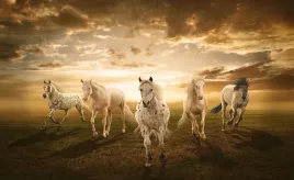 fototapeta-m2p-konie-01-416x254