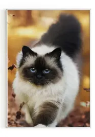 plakat-bez-ramy-a3-30x40-m2p-kot-09