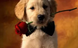 fototapeta-m2p-psy-05-416x254