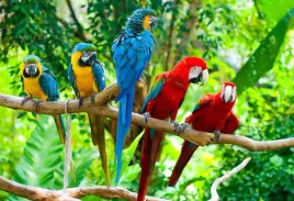 fototapeta-t4u-papuga-07-416x254