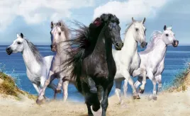 fototapeta-m2p-konie-03-416x254