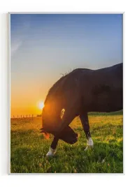 plakat-bez-ramy-a5-13x18-m2p-konie-20