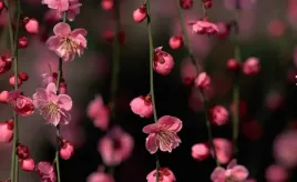 fototapeta-m2p-kwiaty-01-416x254