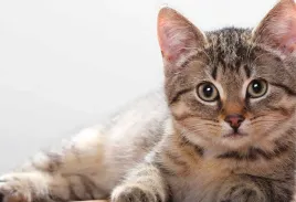 fototapeta-t4u-kot-04-152x104