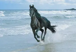 fototapeta-t4u-horse-03-152x104