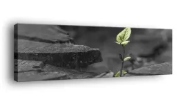 obraz-na-plotnie-145x45-m2p-rosliny-19-canvas