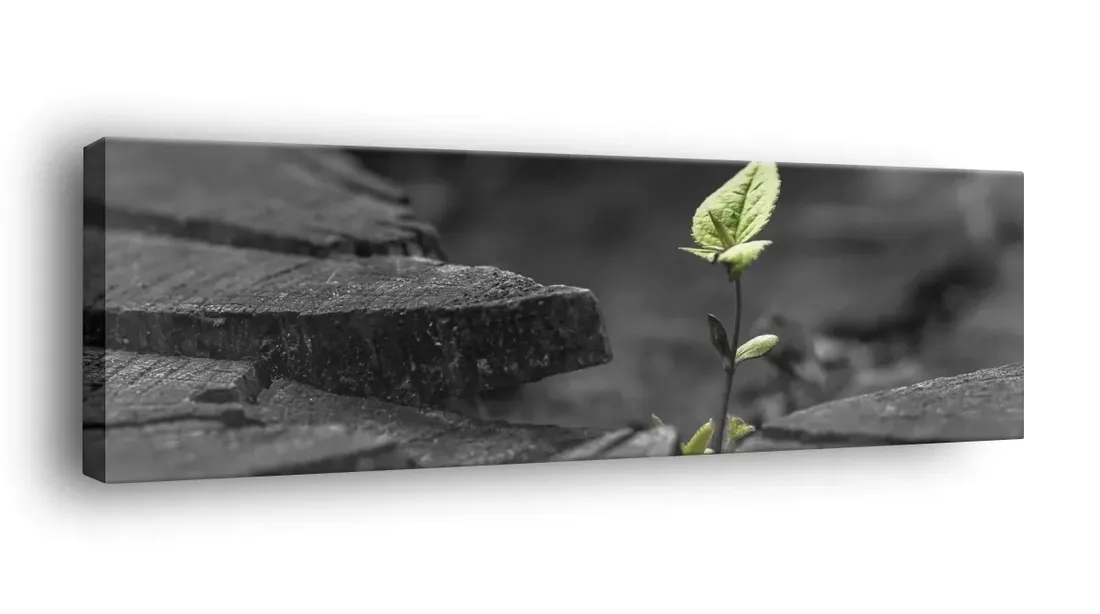 obraz-na-plotnie-145x45-m2p-rosliny-19-canvas