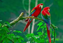 fototapeta-t4u-papuga-02-416x254