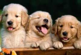 fototapeta-t4u-pies-04-416x254