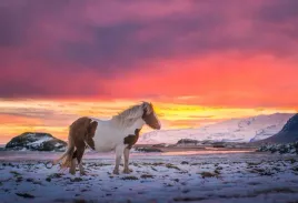 fototapeta-t4u-horse-08-416x254