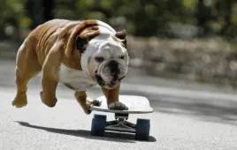 fototapeta-dmp-skateboard-06-152x104