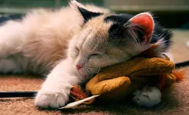 fototapeta-m2p-koty-09-416x254