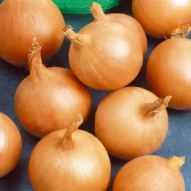 cebula-sochaczewska-5-g-nasiona