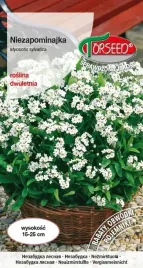 nasiona-niezapominajka-biala-03g-torseed
