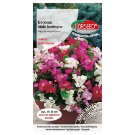 nasiona-begonia-stale-kwitnaca-jasnoamarantowa-01g-torseed-begonie