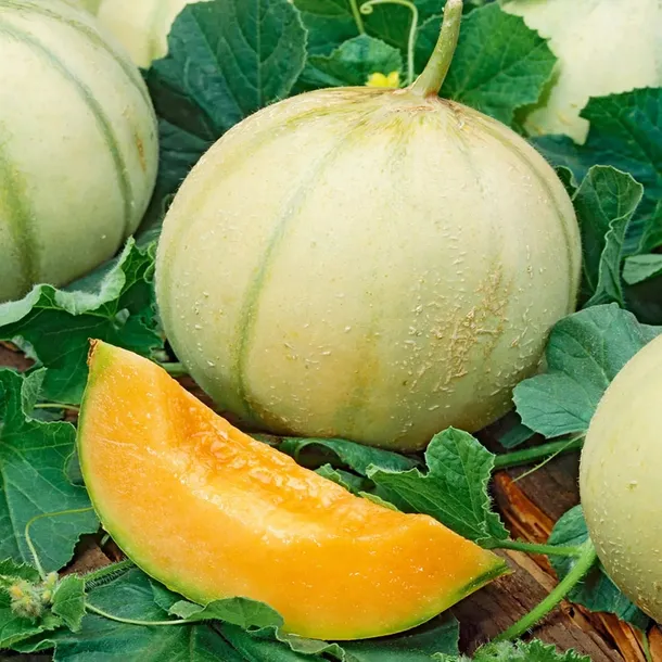 charentaise-nasiona-1g-melon-cukrowy-kolor-kwiatow-zolte