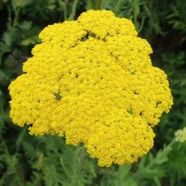 krwawnik-ogrodowy-zolty-parker-s-variety-piekny-bulwa-klacze-1-szt