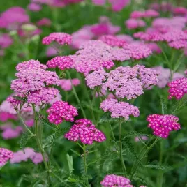 krwawnik-ogrodowy-rozowy-cerise-queen-piekny-bulwa-klacze-1-szt