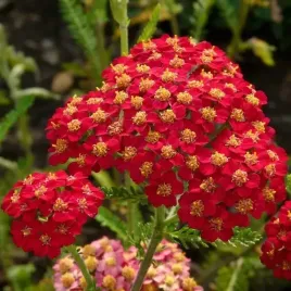 krwawnik-ogrodowy-czerwony-paprika-piekny-bulwa-klacze-1-szt