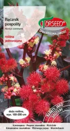 nasiona-racznik-pospolity-czerwonolistny-6g-torseed