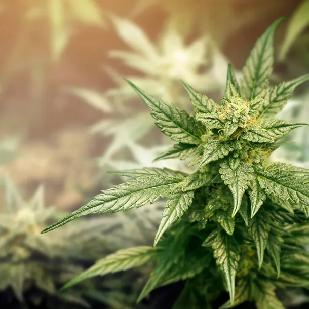 moller-spa-naturalne-szare-mydlo-olej-konopny-ogorecznik-potasowe-plynie-5l-zapach-konopne-ogorecznik