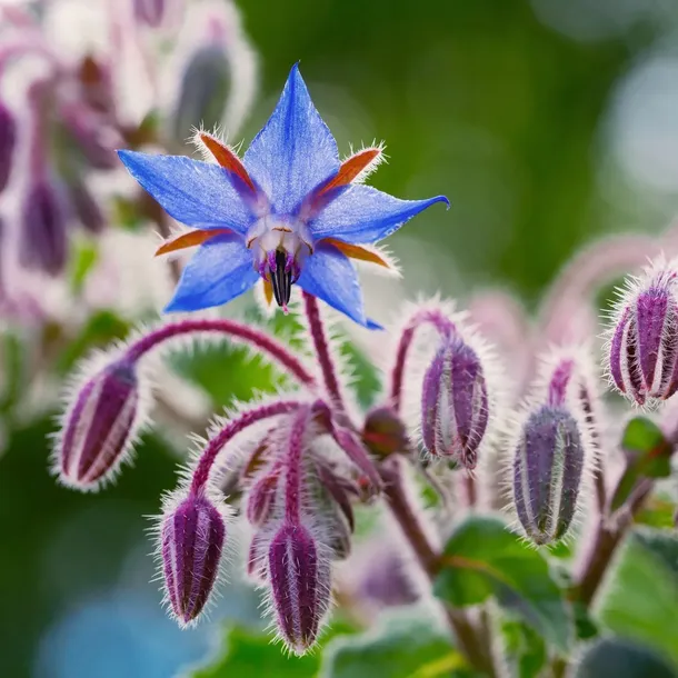 moller-spa-naturalne-szare-mydlo-olej-konopny-ogorecznik-potasowe-plynie-5l-kod-producenta-mydlo-potasowe-naturalne