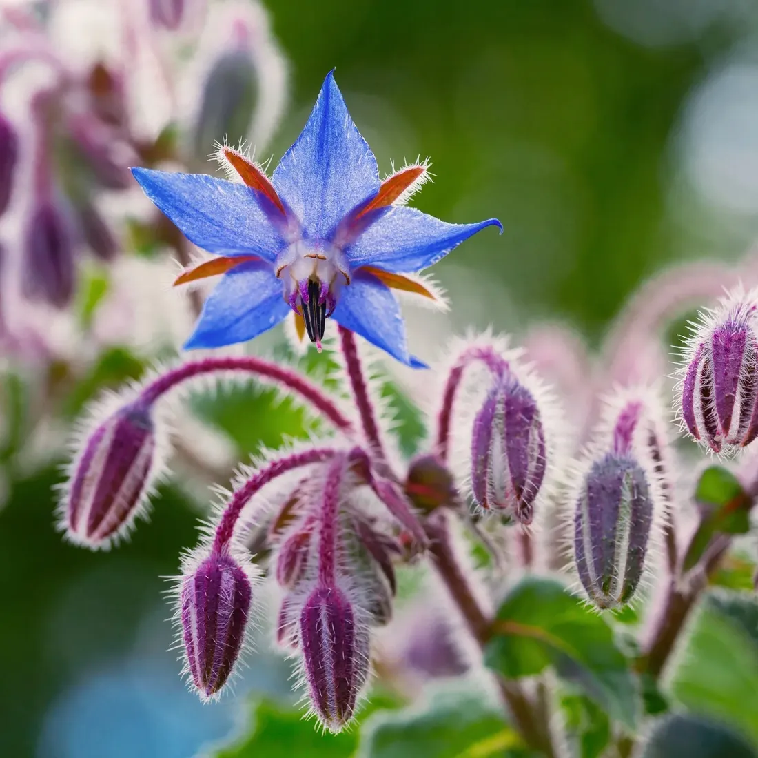 moller-spa-naturalne-szare-mydlo-olej-konopny-ogorecznik-potasowe-plynie-5l-stan-nowy