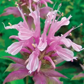 pysznoglowka-bergamotka-beauty-of-cobham-rozowa-piekna-bulwa-klacze-1-szt