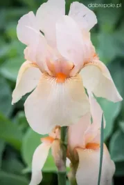 irys-brodkowy-germanica-pink-horizon-1szt-klacze-sadz-zdrowa-kremowy-w310