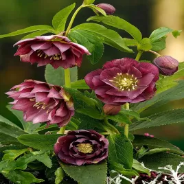 helleborus-ciemiernik-dubbel-ellen-paars-1-szt-sadzonka-ciemiernki-p17-xxl