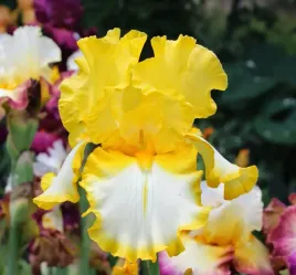 irys-brodkowy-germanica-fringed-of-gold-1szt-klacze-sadz-zdrowa-w310