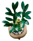 10344-lego-the-botanical-collection-dracena-sandera-plec-chlopcy-dziewczynki
