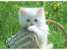 haft-diamentowy-obraz-mozaika-diamentowa-diamond