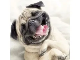 haft-diamentowy-obraz-mozaika-diamentowa-diamond-painting-pies-mops-30x3