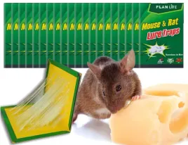 20x-myszolapka-lep-lapka-pulapka-na-myszy-szczury-eko-na-gryzonie-do-domu