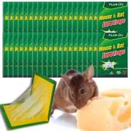 100x-pulapka-na-myszy-szczury-myszolapka-silny-klej-mocna-lapka-lep-aromat