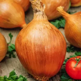 cebula-exhibition-wczesna-salatkowa-lagodny-smak-olbrzymie-cebule-nasiona