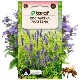 kocimietka-faassena-roslina-miododajna-02-g