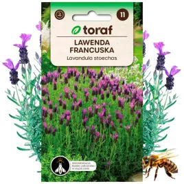 lawenda-francuska-roslina-miododajna-01-g