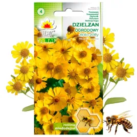 dzielzan-ogrodowy-zloto-zolty-roslina-miododajna-05-g