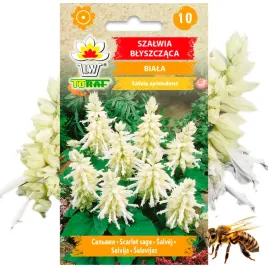 szalwia-blyszczaca-biala-roslina-miododajna-10-szt-nasion