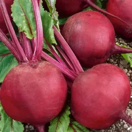 burak-jawor-cwiklowy-nasiona-burakow-cwiklowych-pyszne-okragle-buraczki