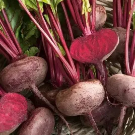 burak-egipski-wczesny-plaskie-buraczki-egipskie-nasiona-burakow-d-egypte